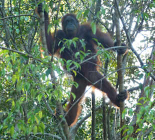 Fütterungszeit in Semenggoh
