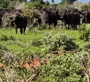 Tsavo Ost Nationalpark