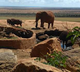 Rote Elefanten im Tsavo Ost