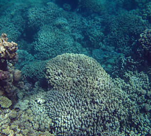 Подводный мир