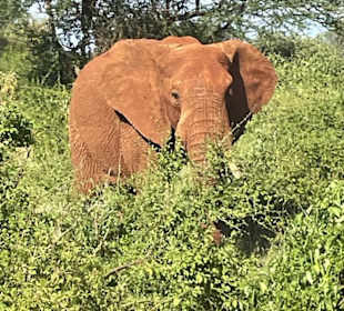 Tsavo Ost und West Safari