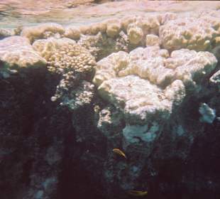 Korallenriff mit Fischen