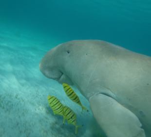 Sea Cow - thanks to it i will have a son!