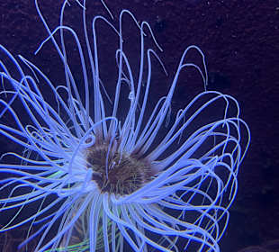 Aquazoo Löbbecke Museum Düsseldorf