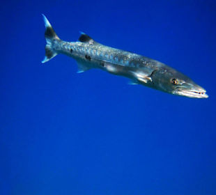 Der Hausriffbarrakuda in der Lahami Bay