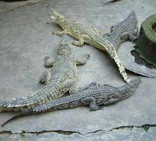 Ausflug Haller-Park in Mombasa