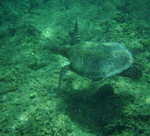 Schildkröte