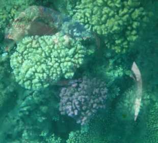 Die Unterwasserwelt (Hotel Beach Albatros Garden)