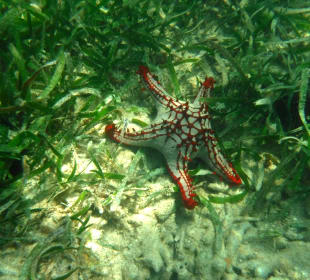 Tauchen & Schnorcheln Diani Beach