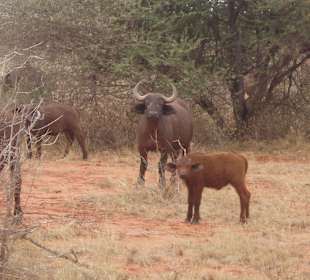 Tsavo