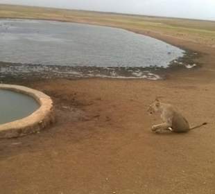 Tsavo east wt