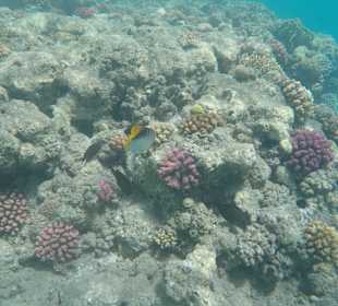 Schnorcheln Marsa Alam