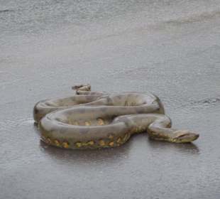 Presidente Figueiredo-Staatsstrasse BR 174