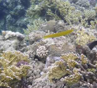 Schnorcheln Brayka Bay Marsa Alam	