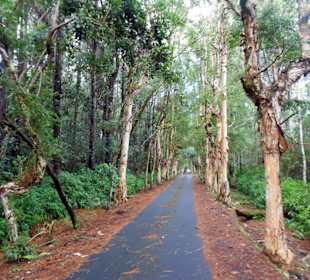 On the way to Alexandra Falls