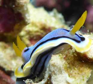 Hausriff Prince John Dive Resort 