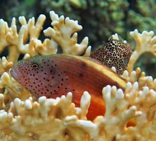 Schnorcheln am Hausriff