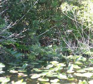 Everglades Safari Park