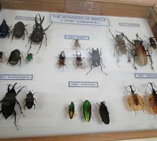 Poring Hot Springs - Schmetterlingsgarten