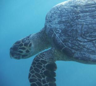 Hausriff - Schildkröte