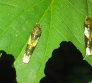 Getarnte Schmetterlingsraupen