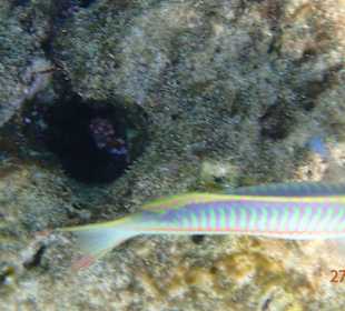 Ein neugieriger Fisch