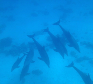 Delfin Tour mit Sim Sim