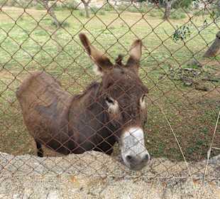 Er sieht so traurig aus