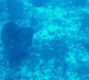 U-Boot Ausflug mit Atlantis in 38 m Tiefe