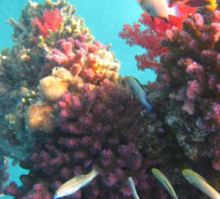 Traumhafte Unterwasserwelt