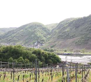 Mosel