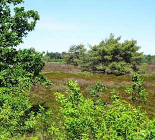 Impressionen aus den Cuxhavener Küstenheiden