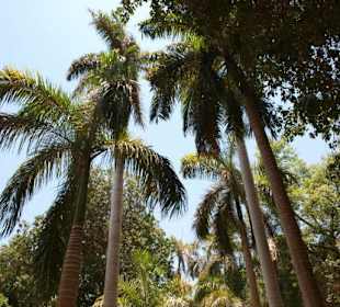 Botanischer Garten in Assuan