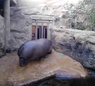 Dschungelabenteuer im afrikanischen Regenwald