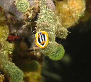 Nacktschnecke