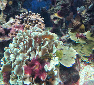 Impressionen aus dem Aquazoo Löbbecke Museum