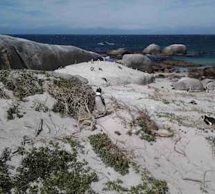 Boulders Beach