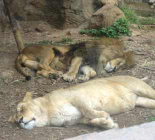 Jungle Park - müde, zufriedene Katzen...