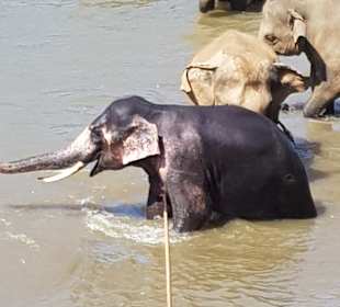 Elefantenwaisenhaus Pinnawela