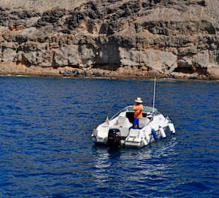 Delphin Safaritour von Morgan aus