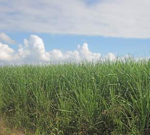 Zuckerrohrplantage
