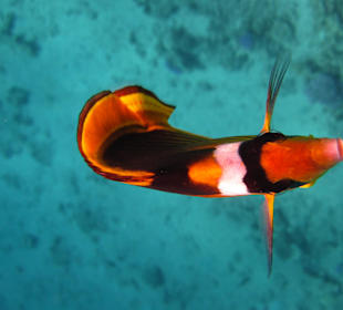 Tolle Unterwasserwelt