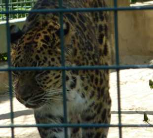 Amur Leopard