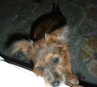 Der Hund vom Restaurant