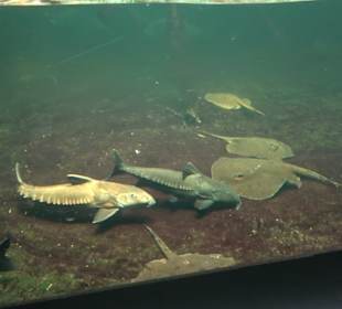 Aquarium