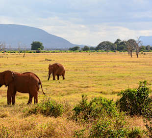 Elefantenbullen im Tsavo Ost