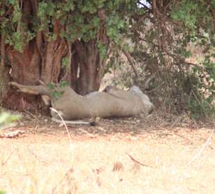 African Bush & Beach Adventures Ltd