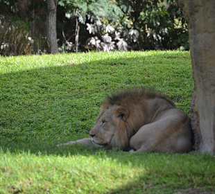 Auch Löwen und Tieger