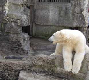 Eisbären