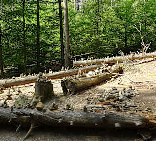 Wandern Bad Schandau